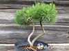 Pušis kalninė subsp. mugo (formuota) (lot. Pinus mugo ) 